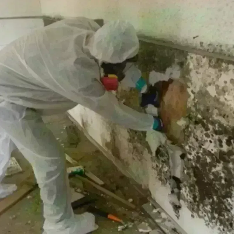 Mold Remediation and Removal in Pasco County, FL